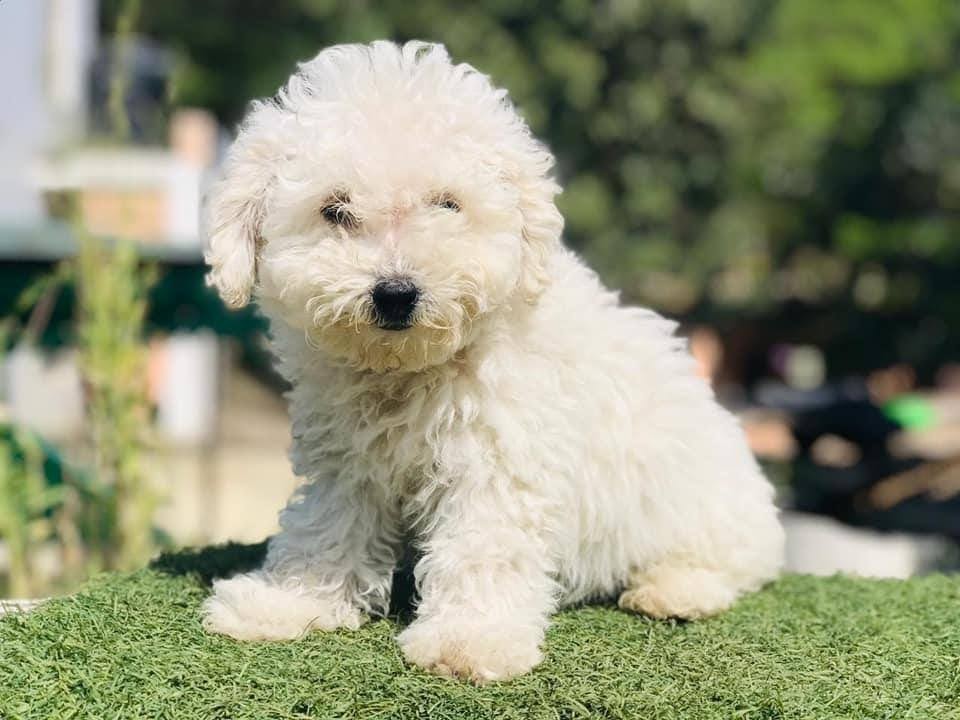  Buy Health-certified Bichon Frise puppies in India for sale at best prices - Dog
